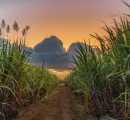 6,600 Acres of Cane Replanted with Rs 377 Million in Loans Sanctioned