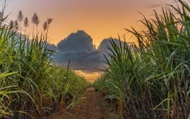 6,600 Acres of Cane Replanted with Rs 377 Million in Loans Sanctioned